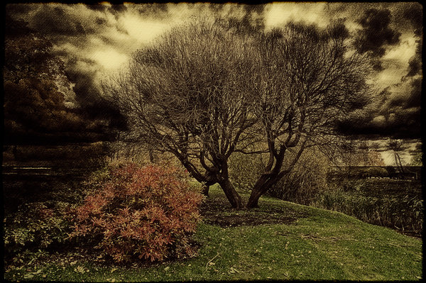 Tree without   flowers.