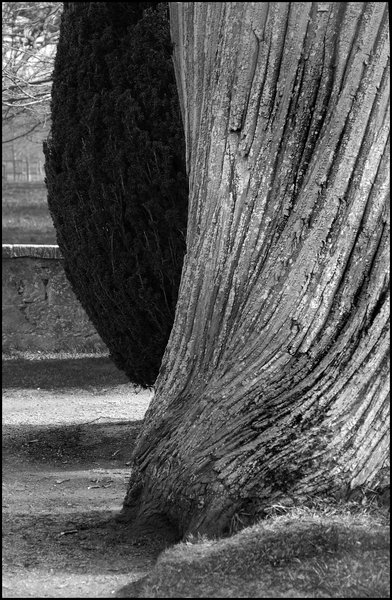 Twisted Bark