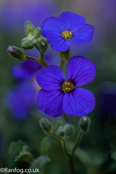 Untitled Random Flower