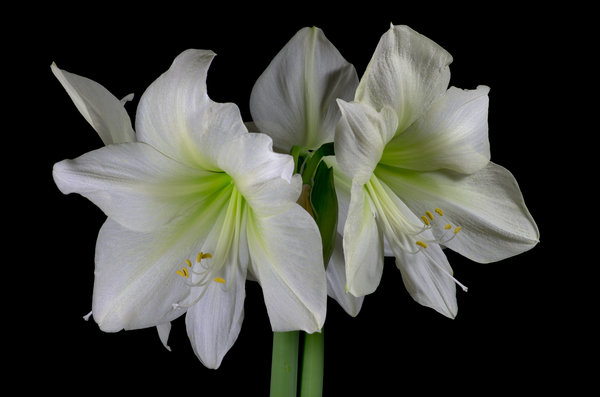 White Amaryllis - Take2