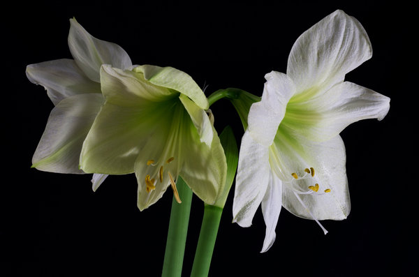 White/Yellow Amaryllis