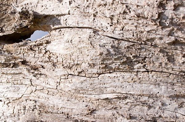 Wood textures 1