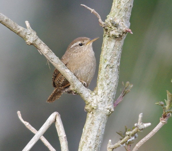 wren