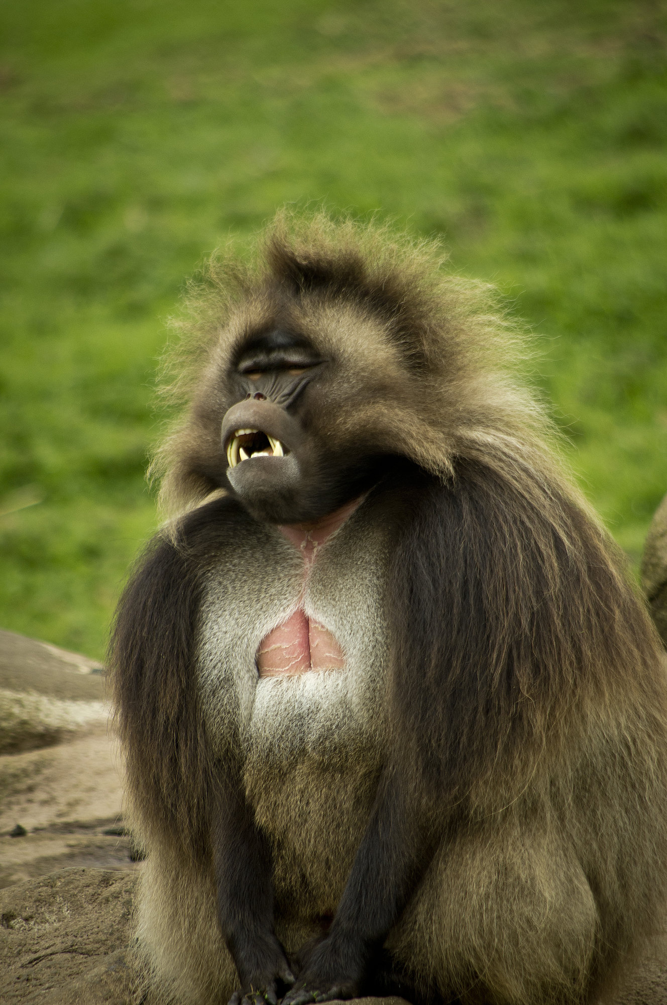 baboon
