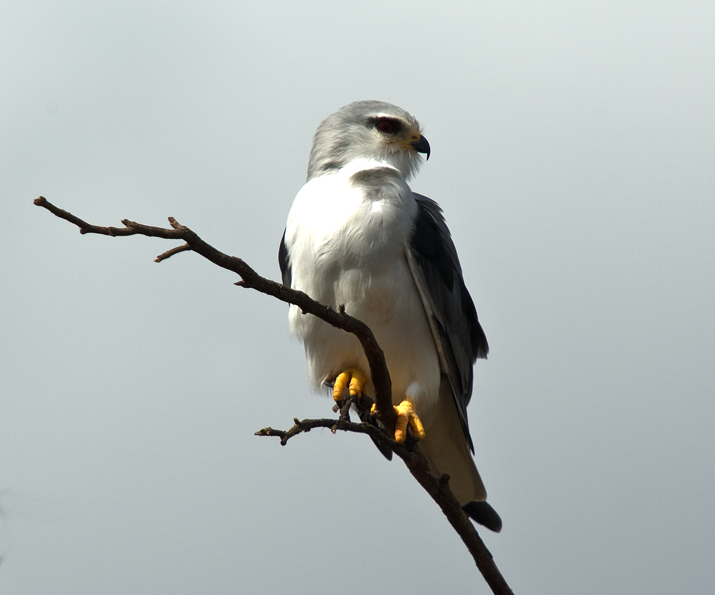 Black Shouldered Kite