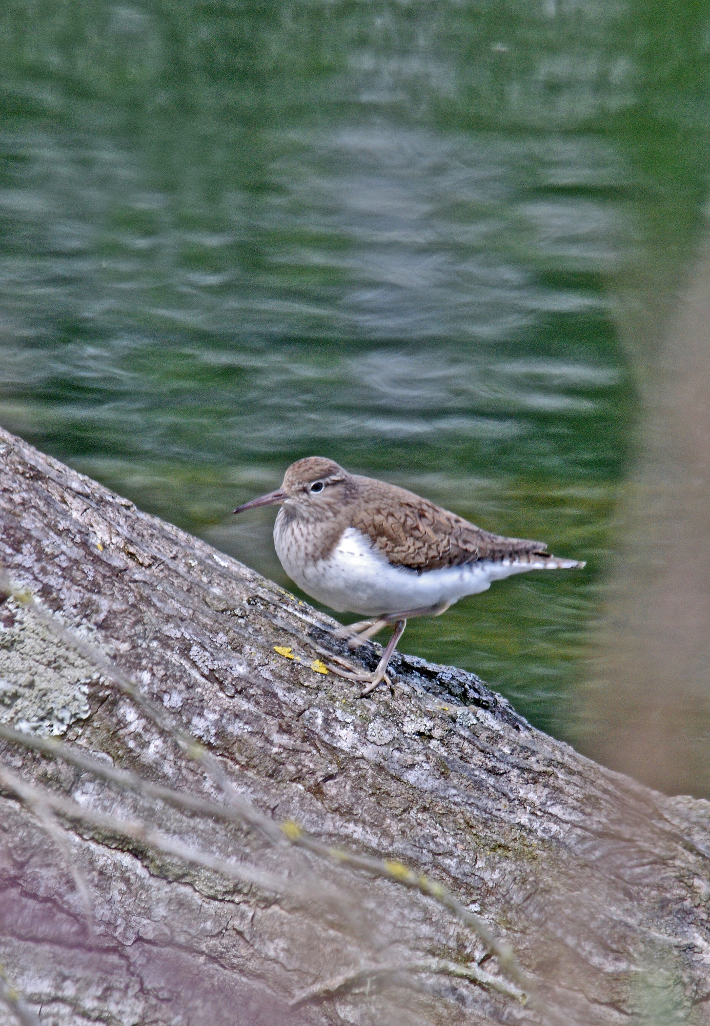 Common Sandpiper(?)