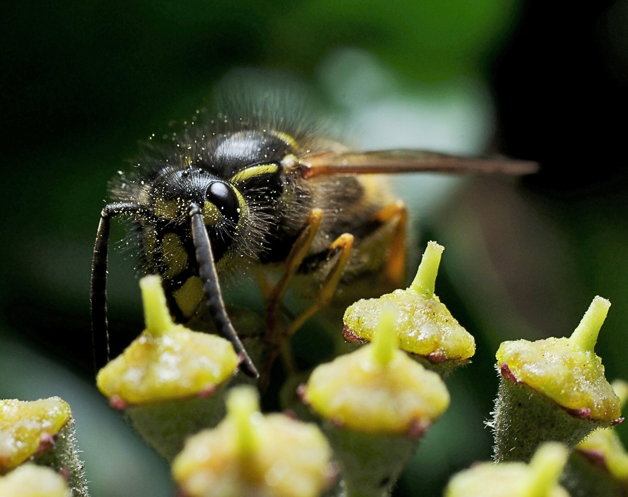 Common Wasp