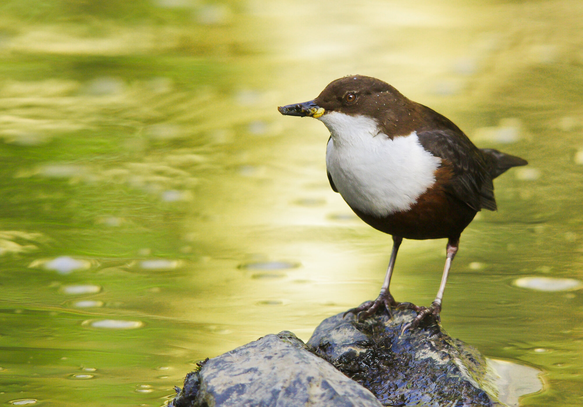 DIPPER