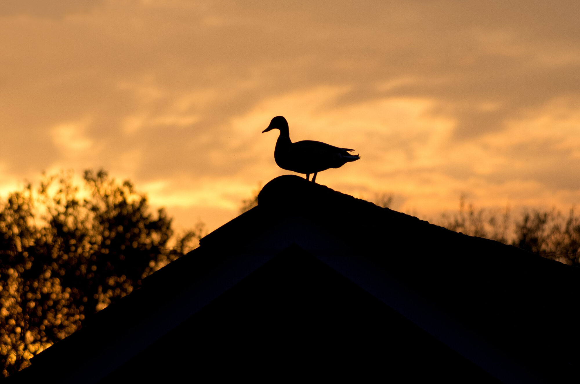 Duck on a Roof at Sunset