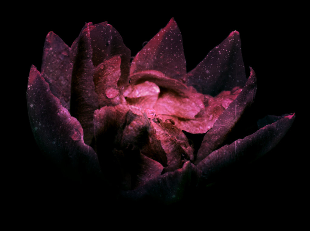 galaxy flower
