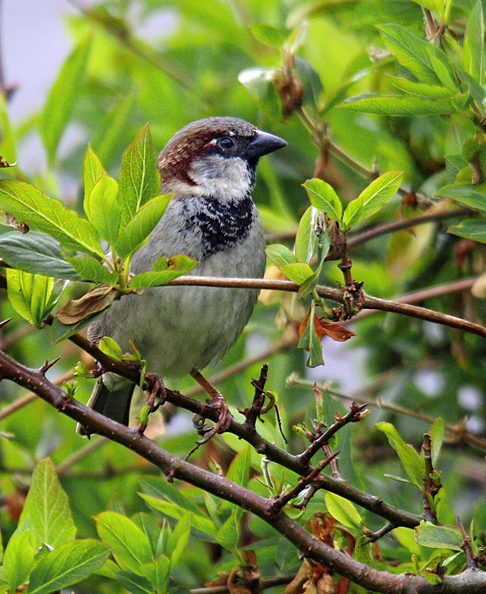 House Sparrow