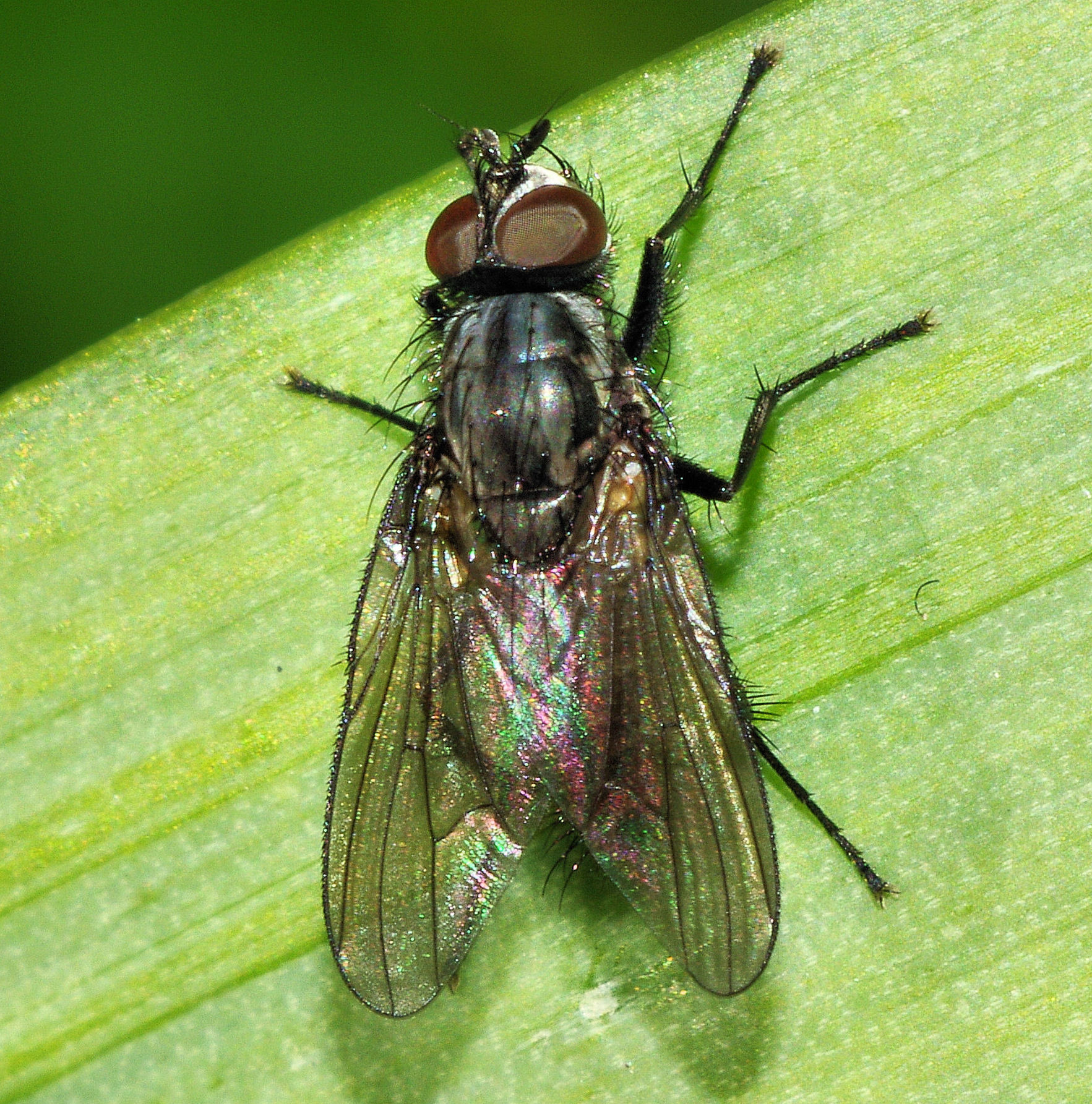 Iridescent Wings