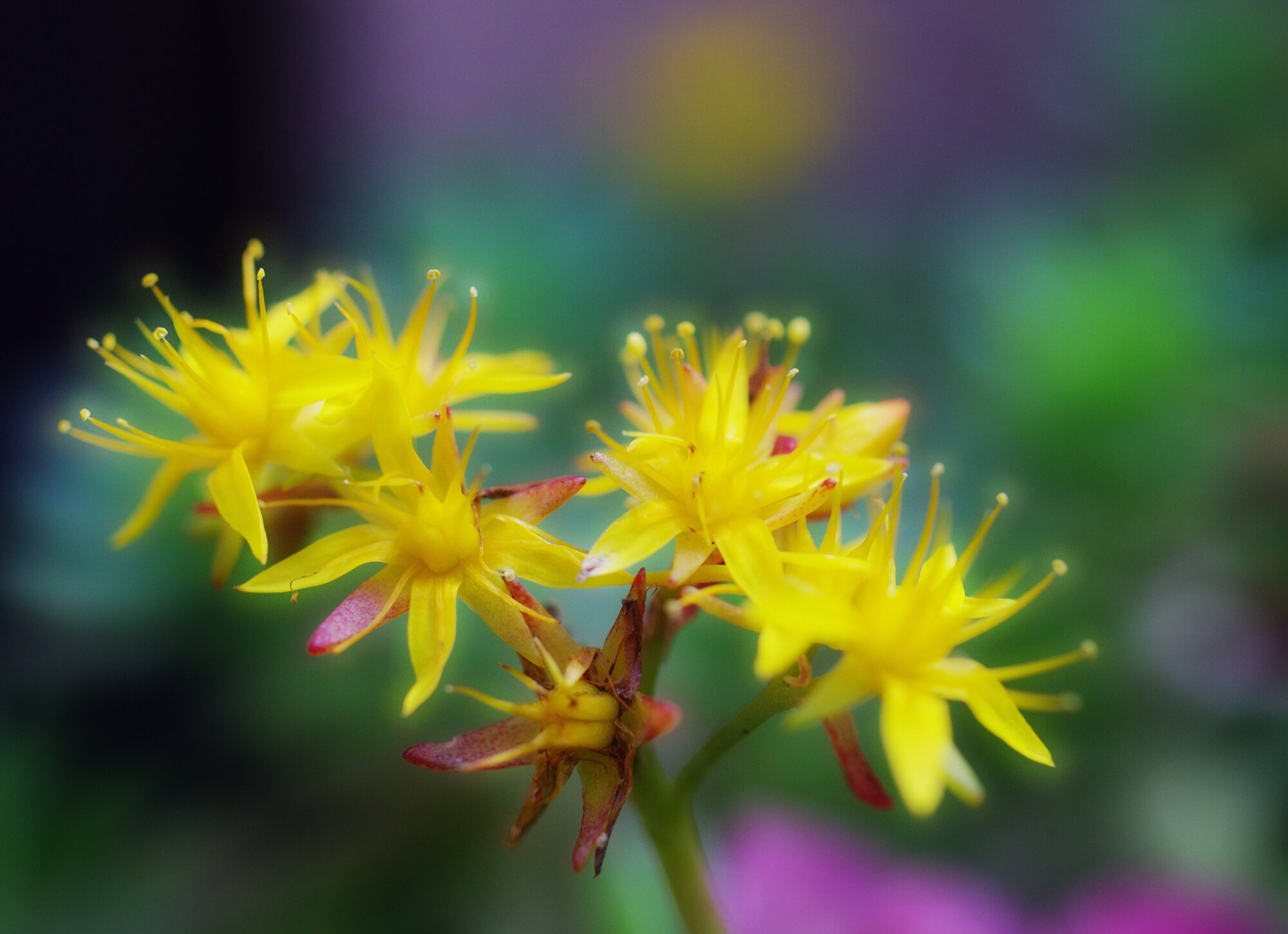 Magical little flowers.