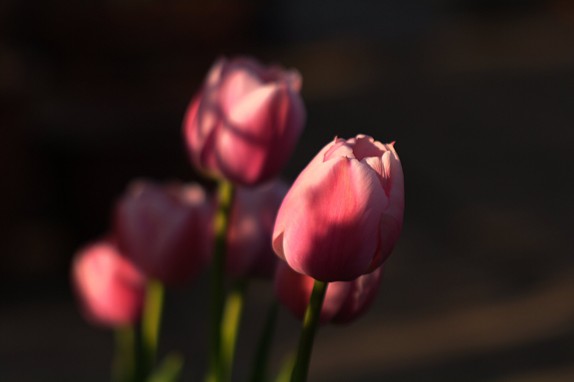 More spring flowers