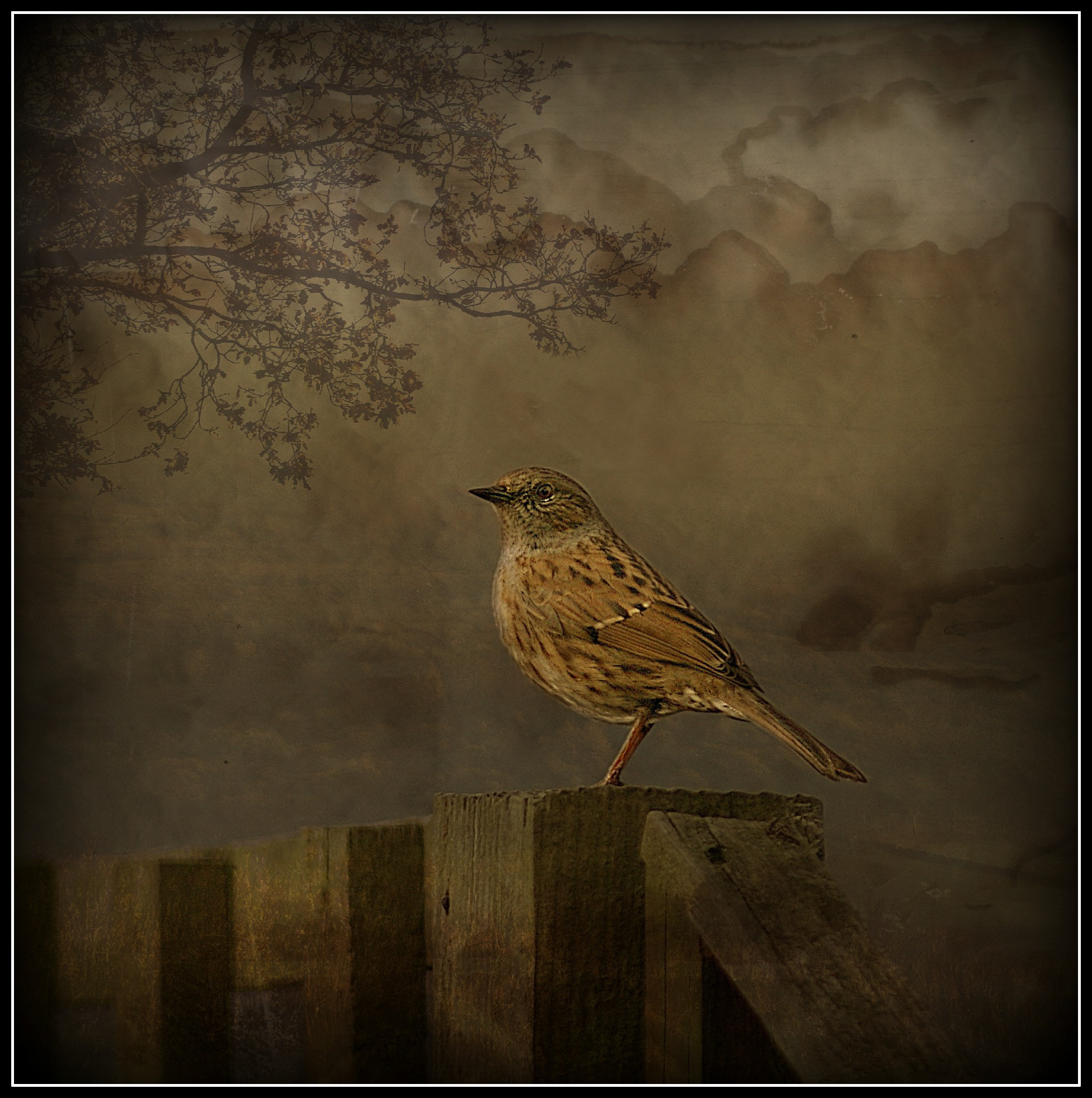 My friend the Dunnock