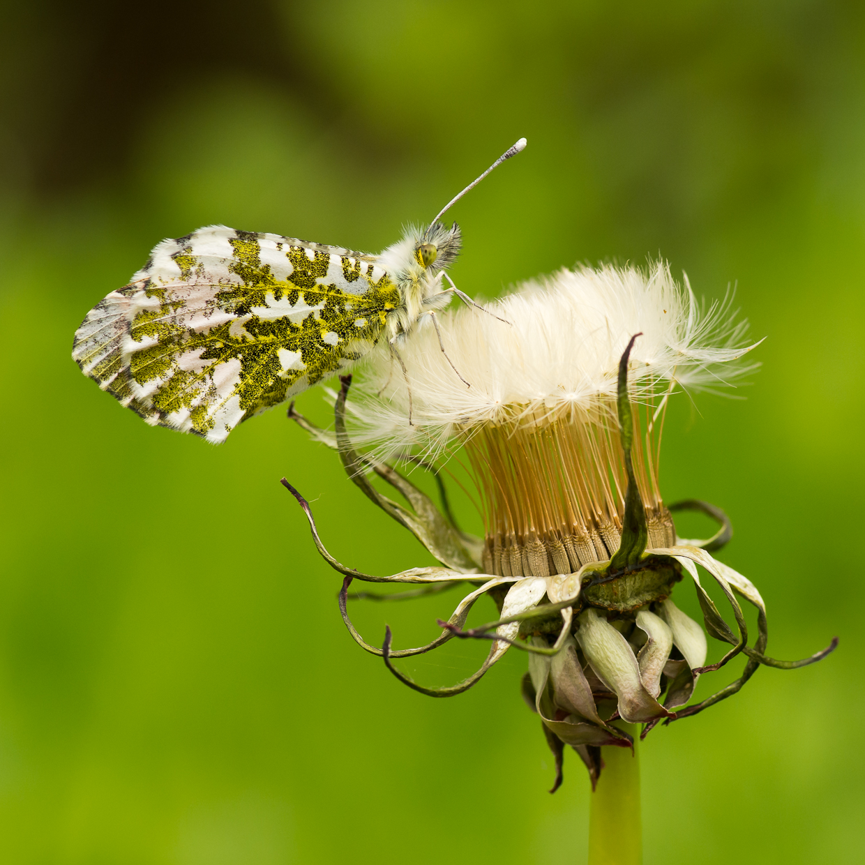 Orange Tip