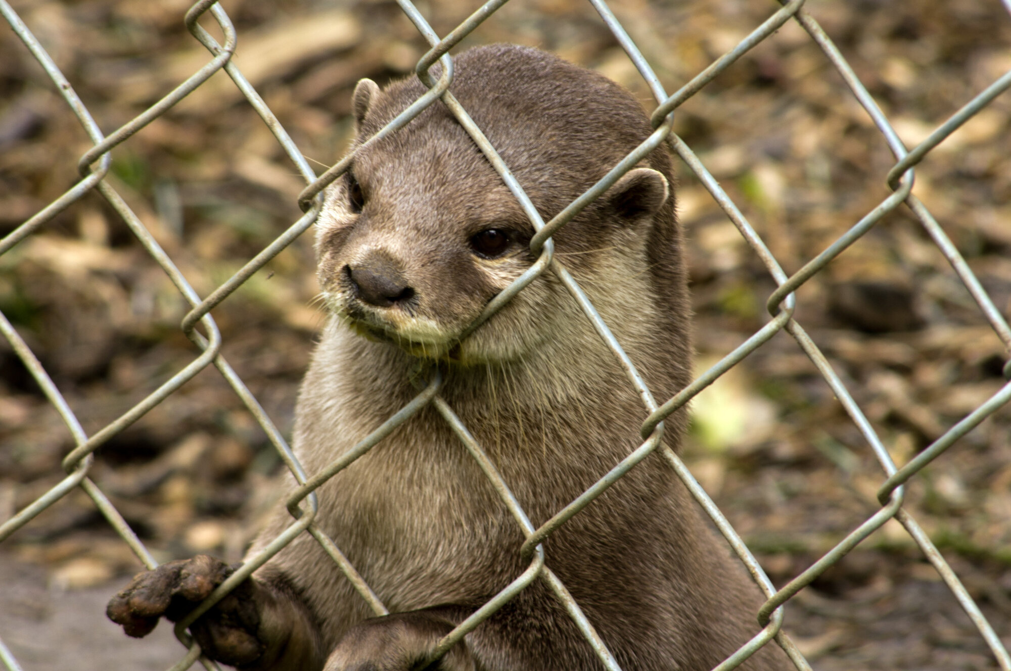 Otter