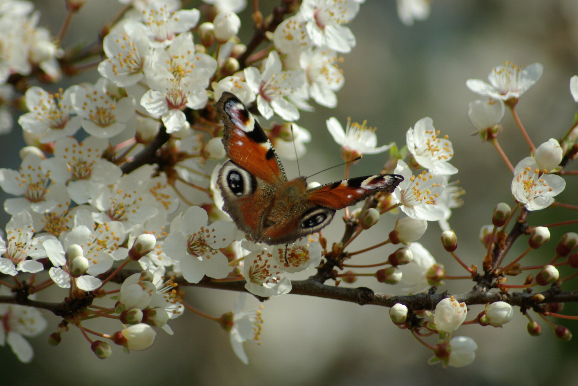 Red Admiral - Preston, England - Spring.