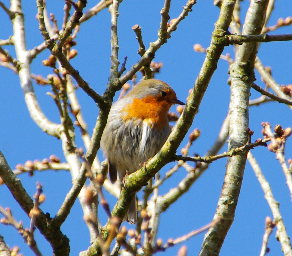 robin