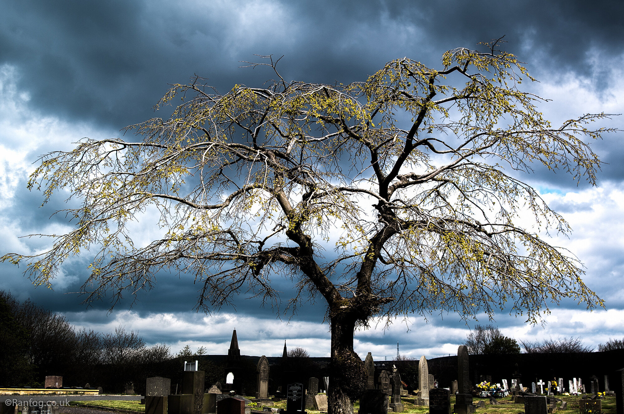 The Tree