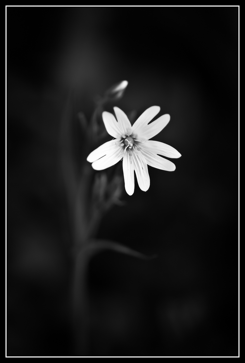 White on Black