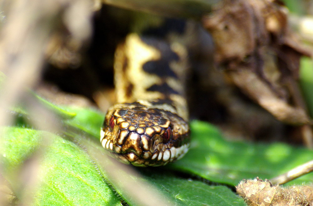 Adder