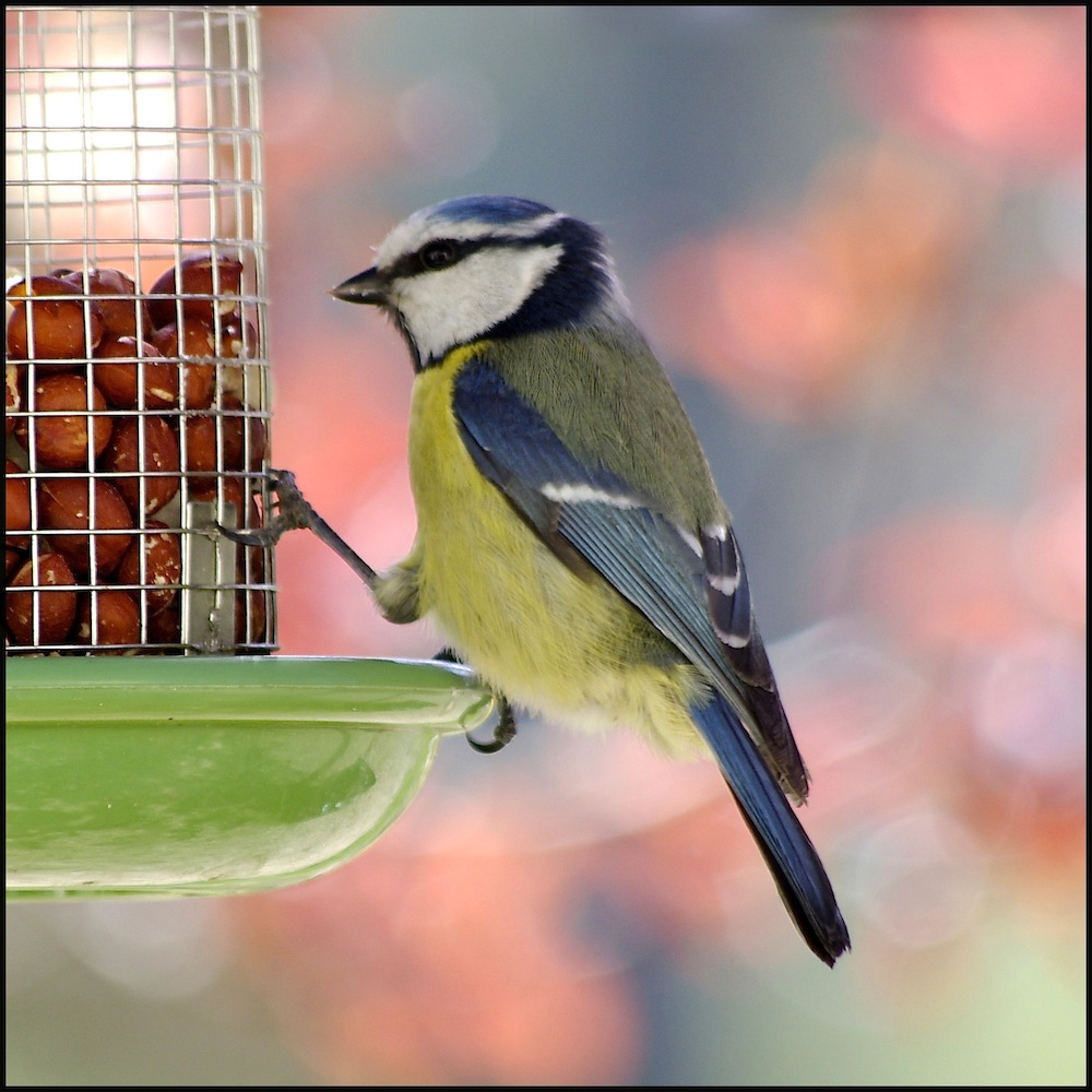 Another blue tit