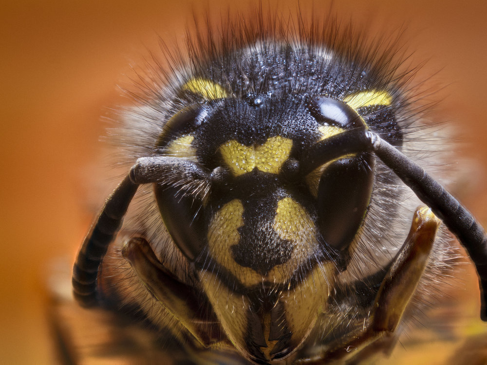 wasp closeup