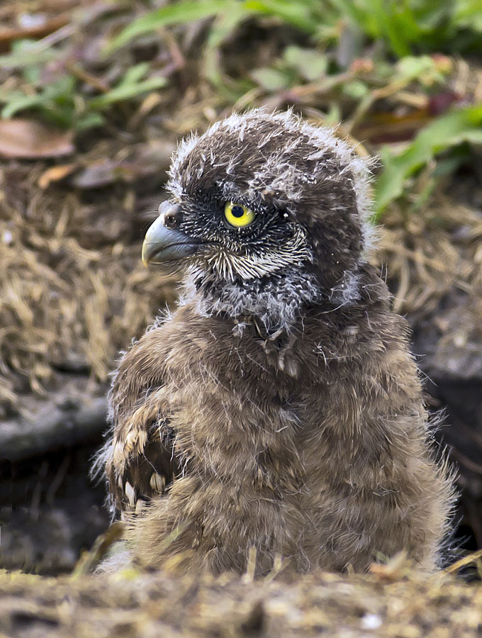 Burrowing Owl Chick Profile