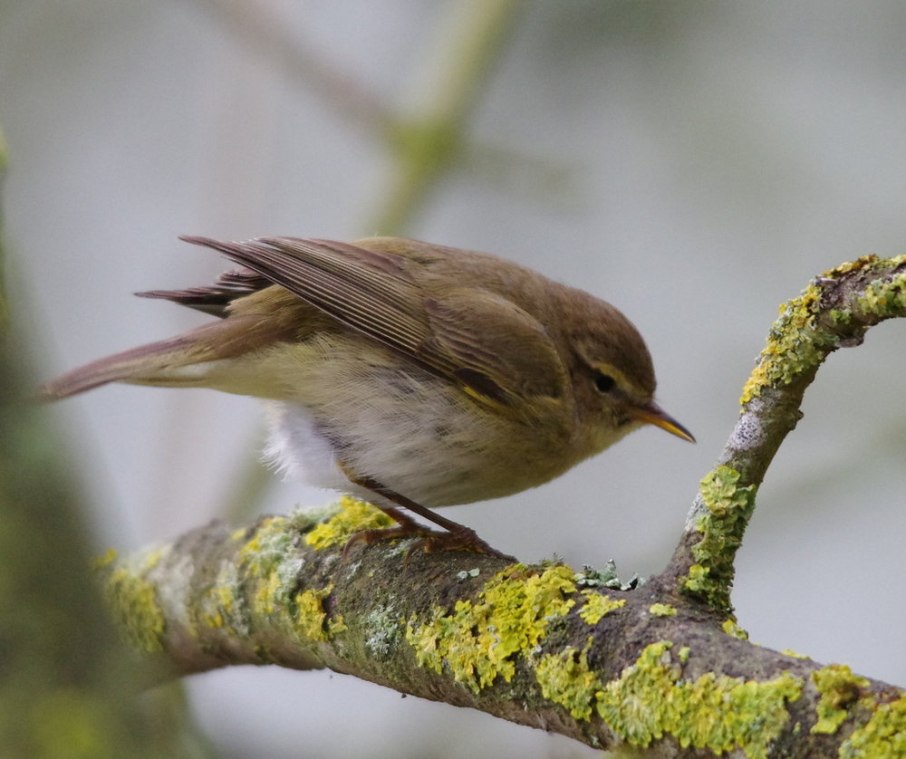 chiff chaff or willow warbler ?