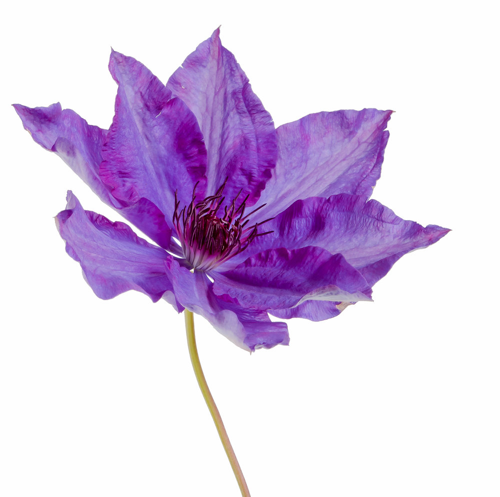 Clematis