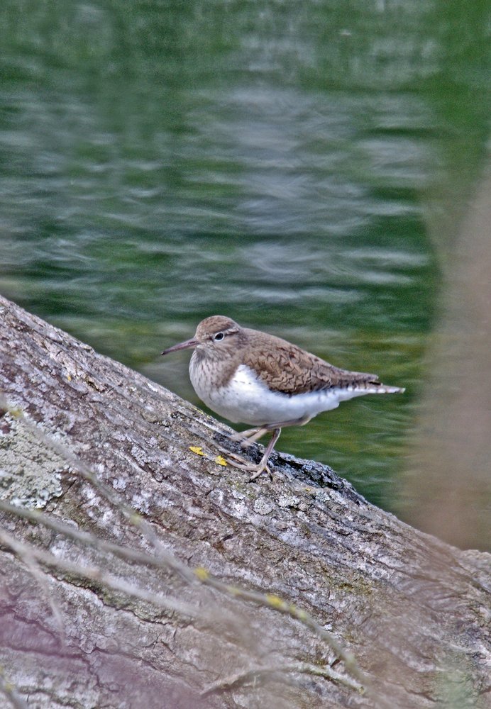 Common Sandpiper(?)