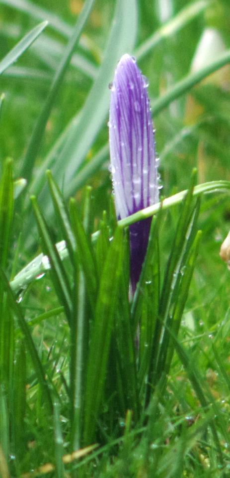 Crocus 2012.