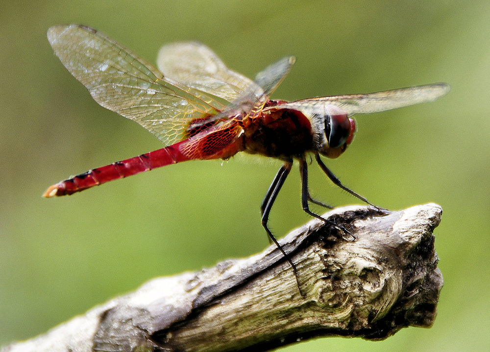 Darter