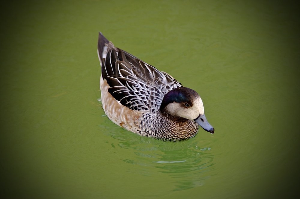 Duck