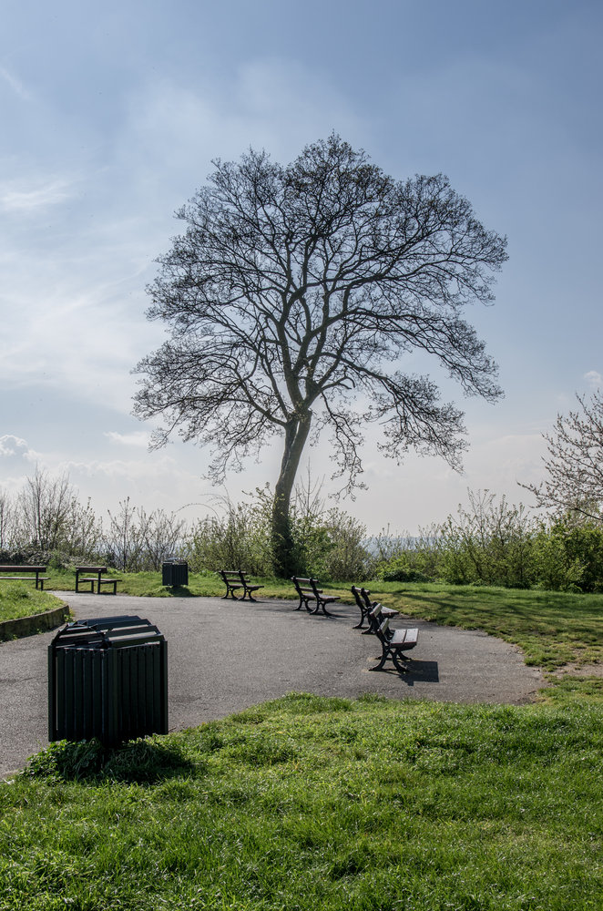 Favourite Tree