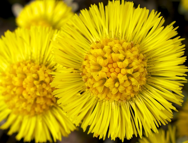 First shot with 35 Macro Limited