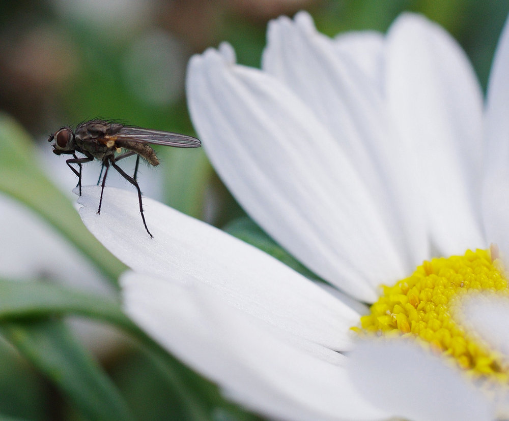 Fly on marquerite flower.