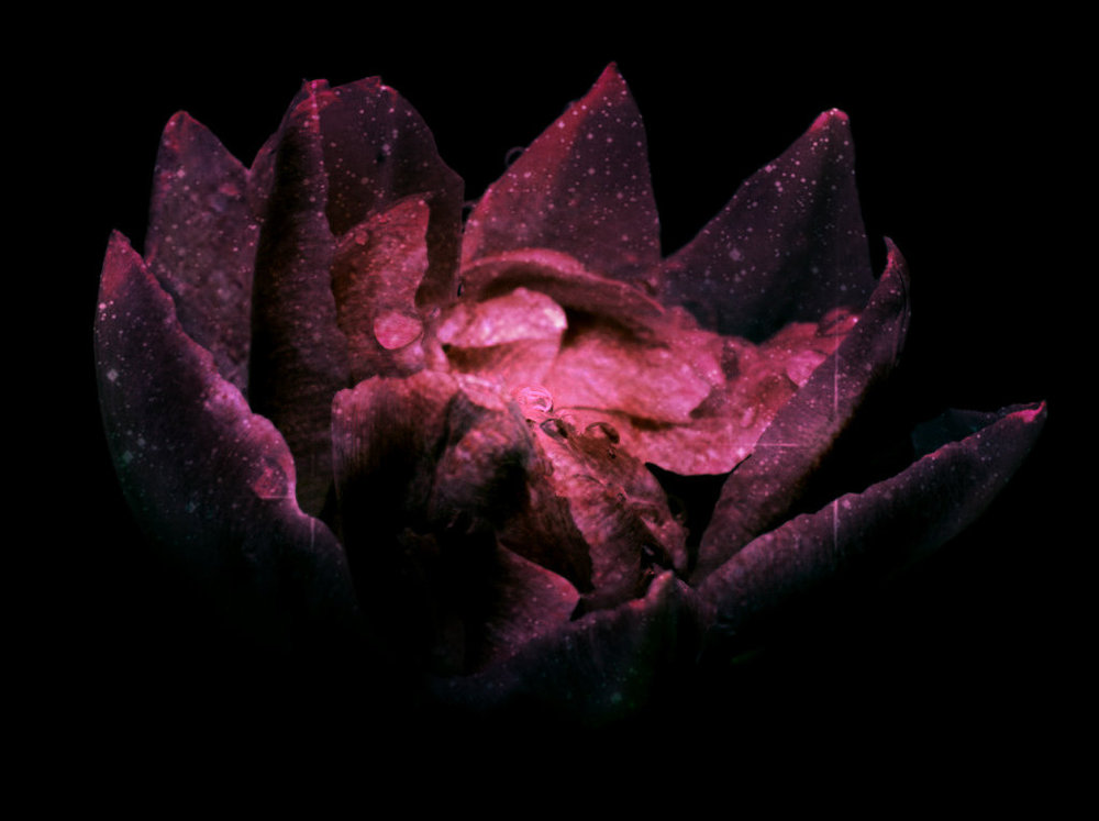 galaxy flower