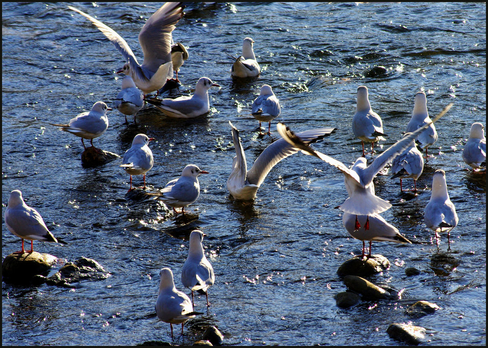 Gulls of Po