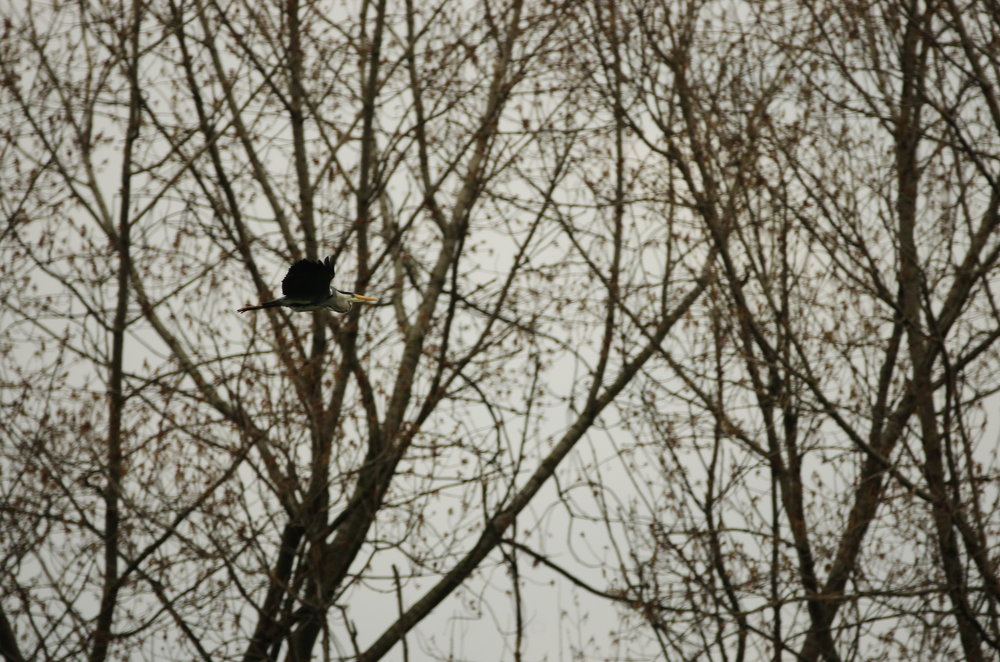 Heron in flight