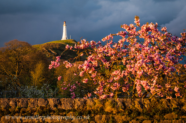 Hoad Monument and Blossom