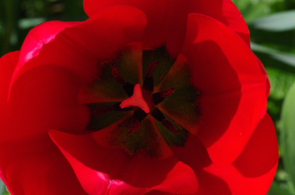 Inside the Tulip