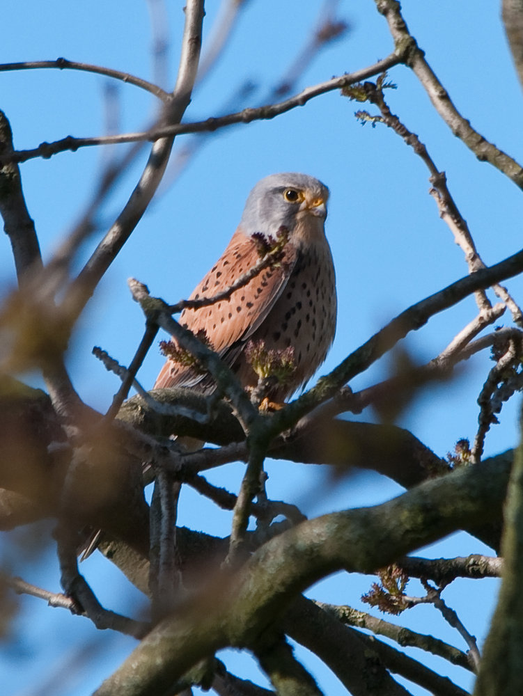 Kestrel
