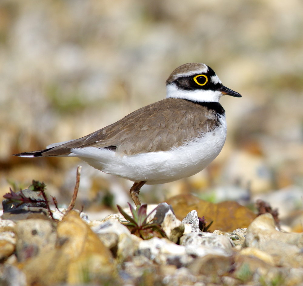 little ringed plover