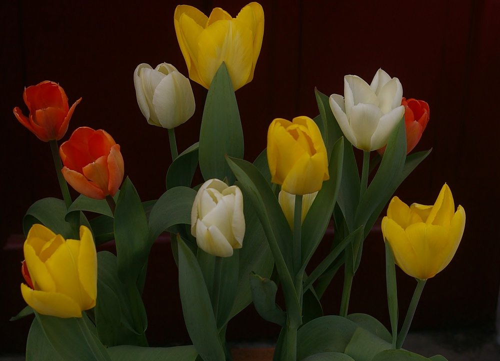 Multi coloured Tulips