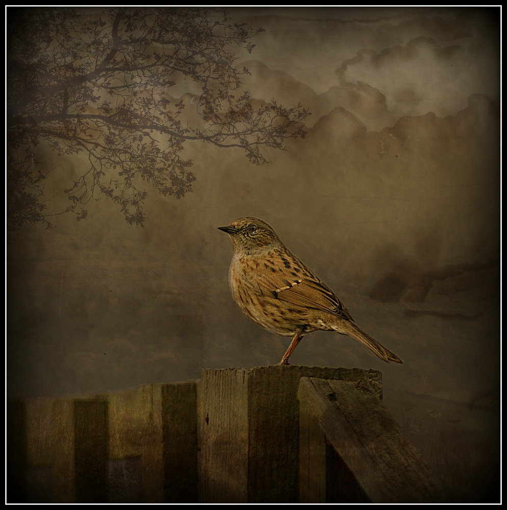 My friend the Dunnock