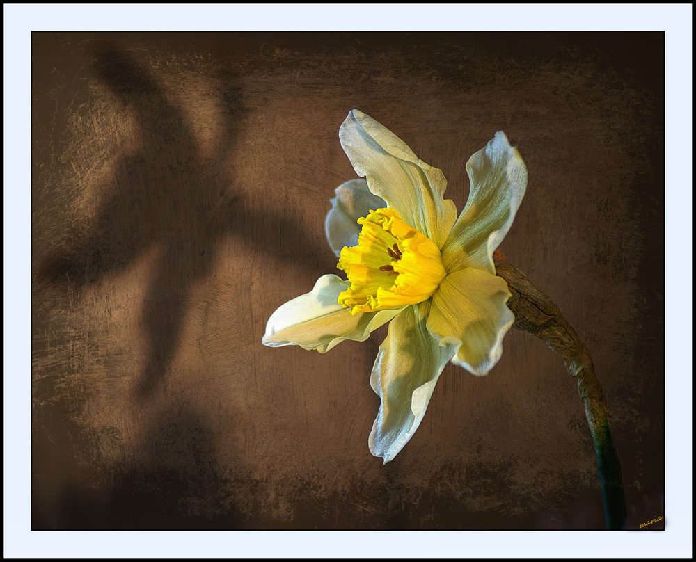 Narcissus and his shadow, as apposed to his reflection.