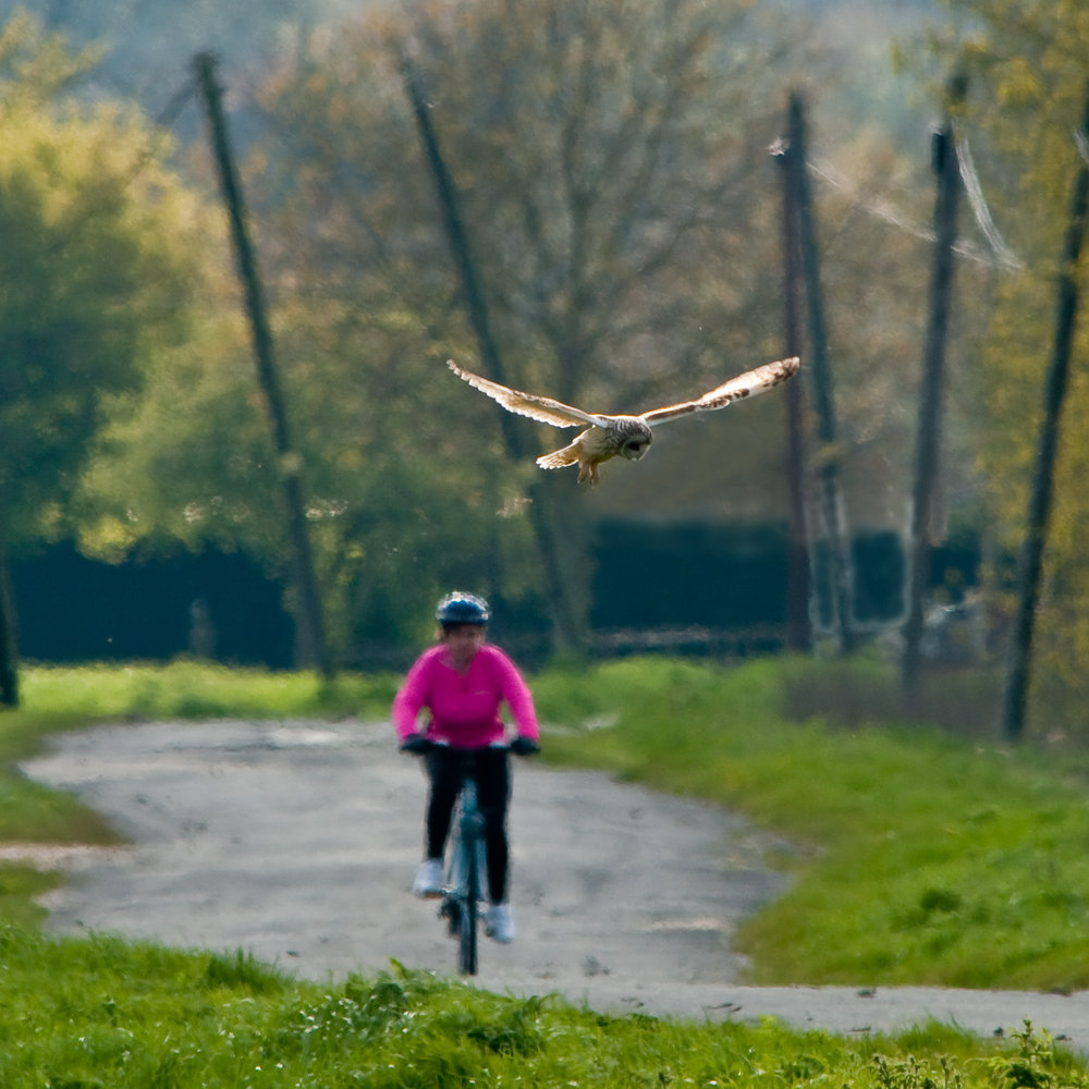 Owl Road