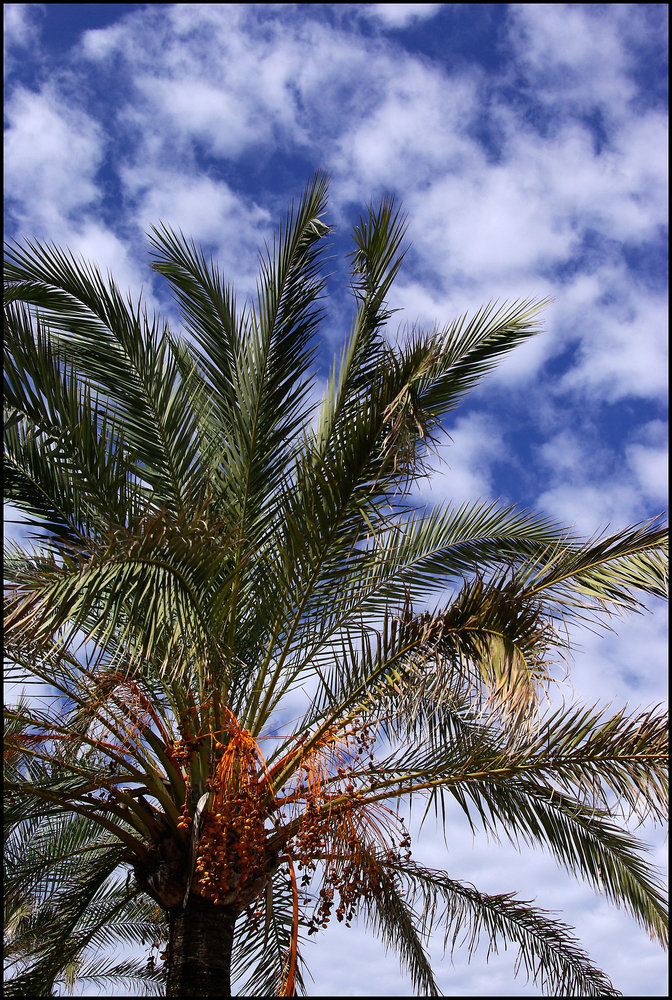 Palm Tree with Mottled Sky